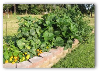 How to design a vegetable garden