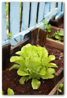 How to grow a garden